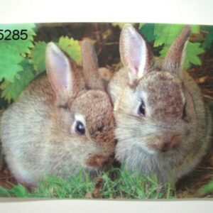 PLACEMAT KONIJNEN 3D