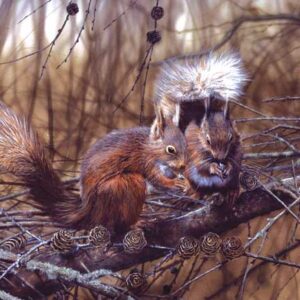 RED SQUIRRELS WENSKAART