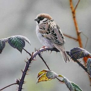 TREE SPARROW WENSKAART
