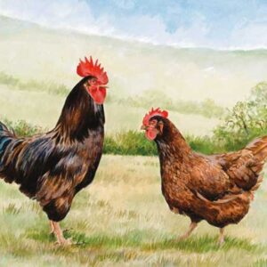 RHODE ISLAND HAAN EN HEN WENSKAART