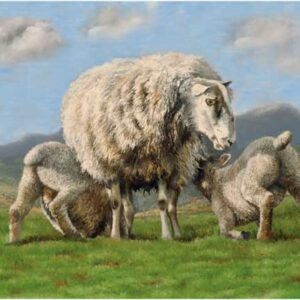 EWE AND LAMBS WENSKAART