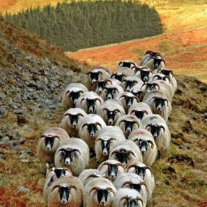 BLACKFACE SHEEP WENSKAART