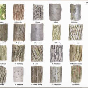 HERKENNINGSKAART BOOMSCHORS