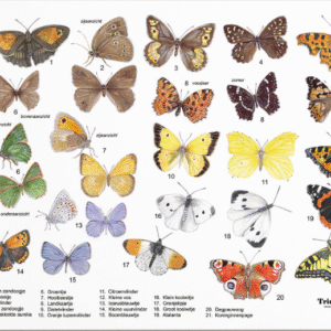 HERKENNINGSKAART VLINDERS