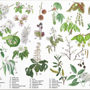 HERKENNINGSKAART BLOEIENDE BOOM & STRUIK